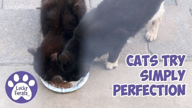 'Cats Try Simply Perfection Cat Food Review'