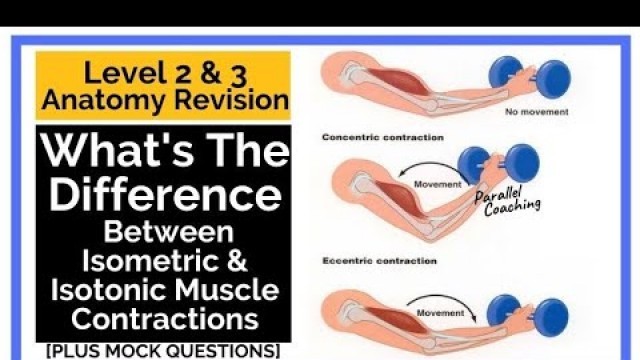 'What\'s The Difference Between Isometric and Isotonic Muscle Contractions'