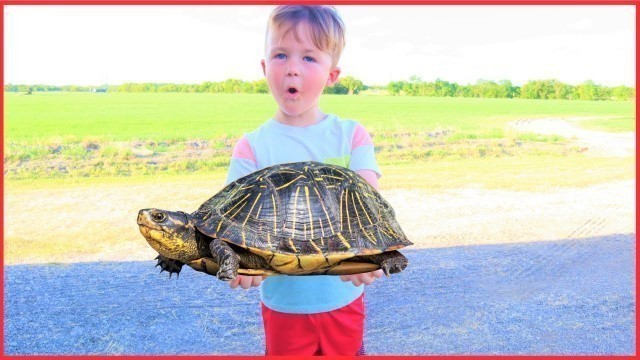 'We found a turtle | Playing on the farm with tractors for kids'