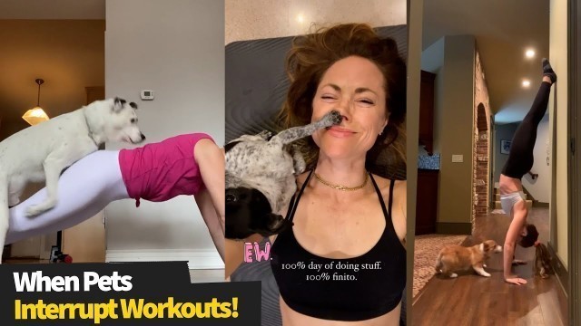 'Top 12 Funny Pet Fail Workouts | Pets Interrupting Workout'