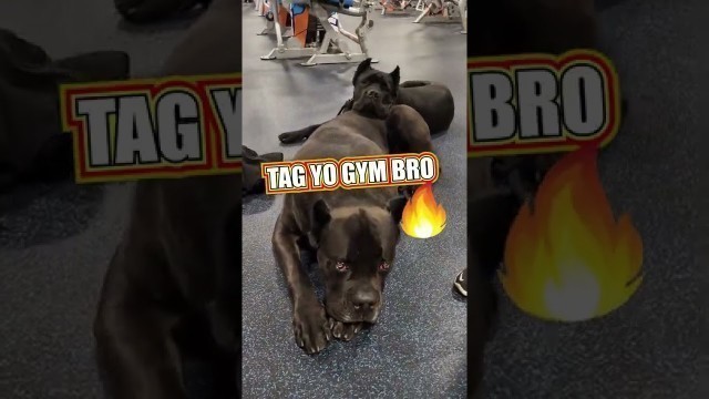 'Cane Corso GYM BROS #shorts #funny #pets'