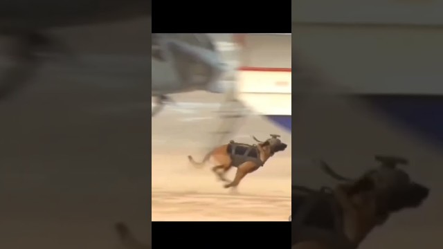 'unbelievable #bestvideo #fitness #army #dog #animals #war #tranding #training #viral #video #love'