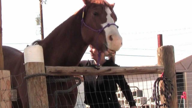 'Horse Getting His Back Scratched! Reno Fitness Trainer Clifta and her Shedding Horses in Nevada'